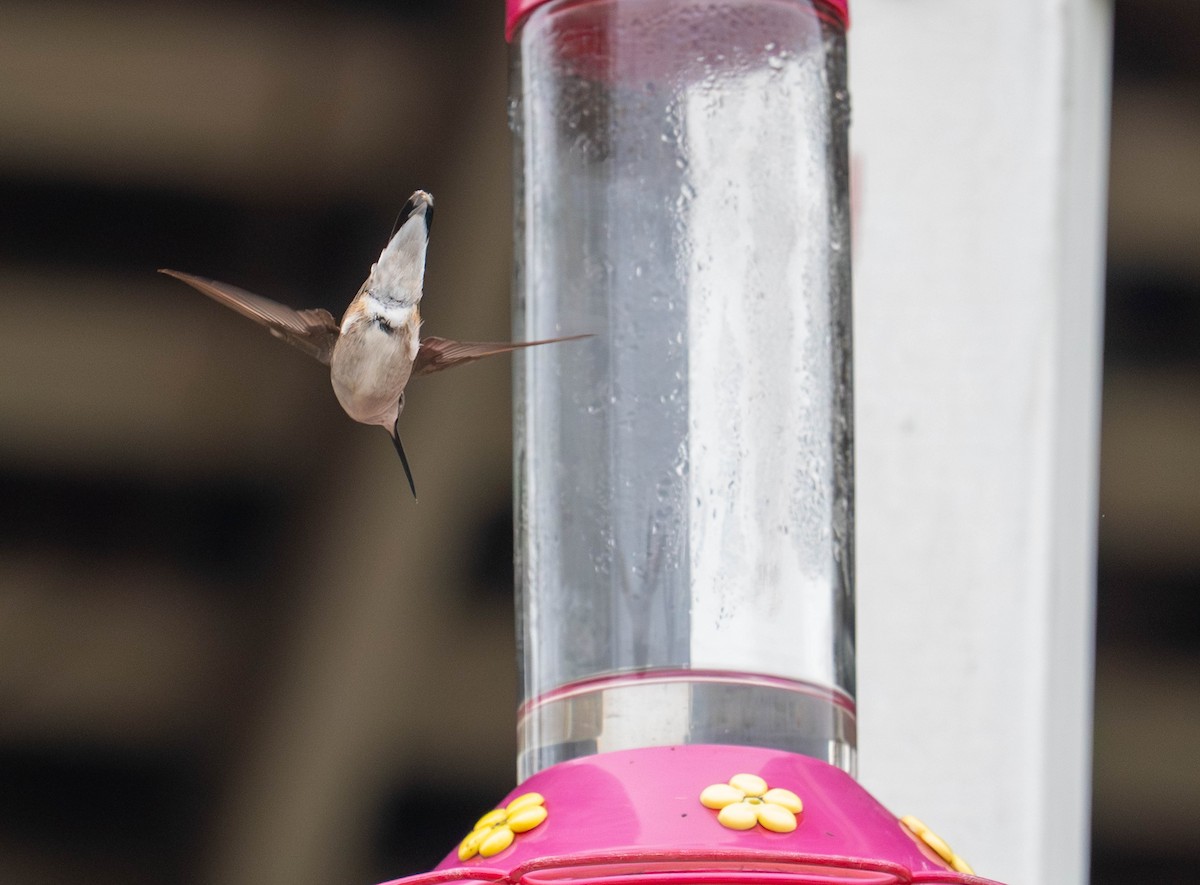 Black-chinned Hummingbird - ML645632502