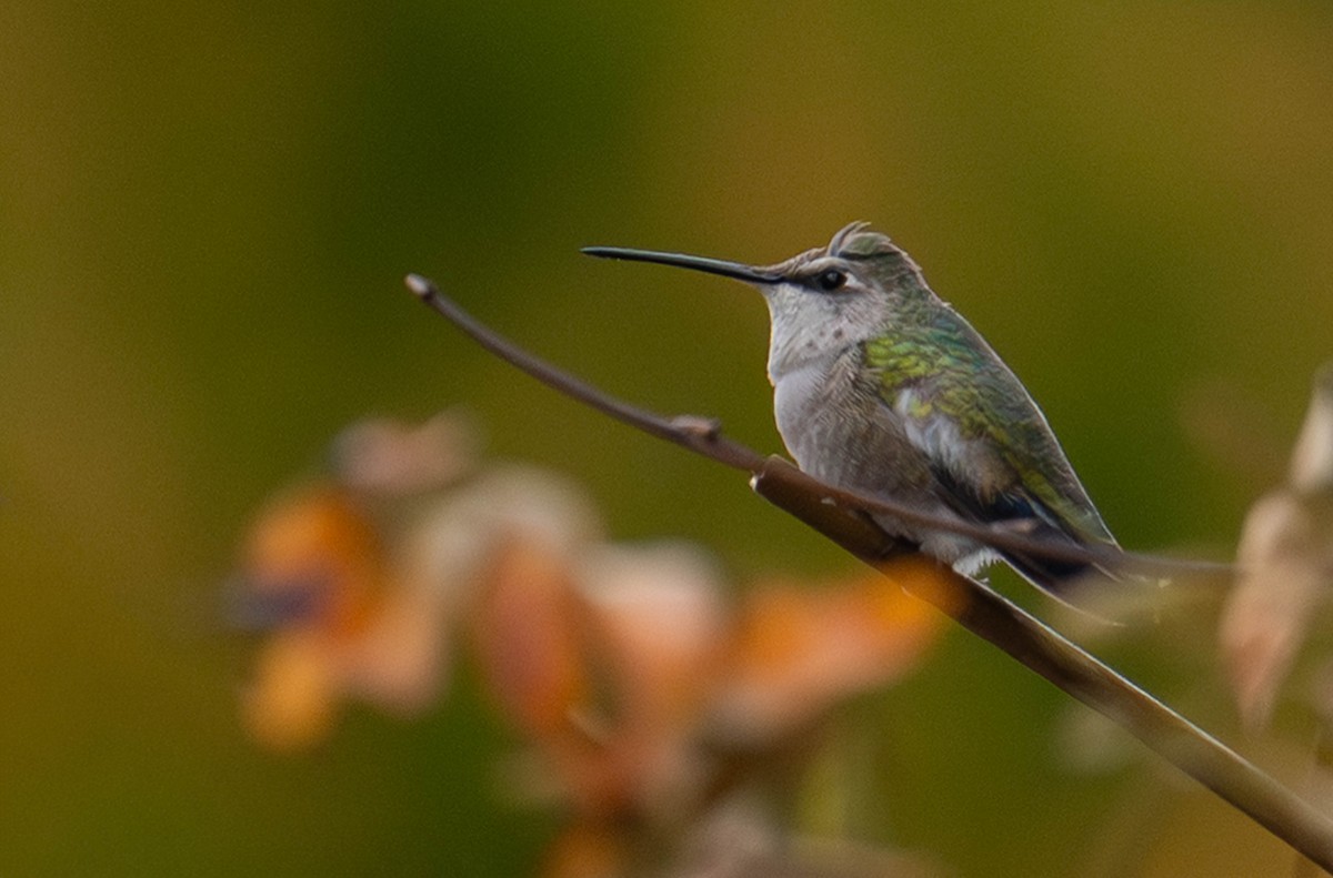 Black-chinned Hummingbird - ML645632503