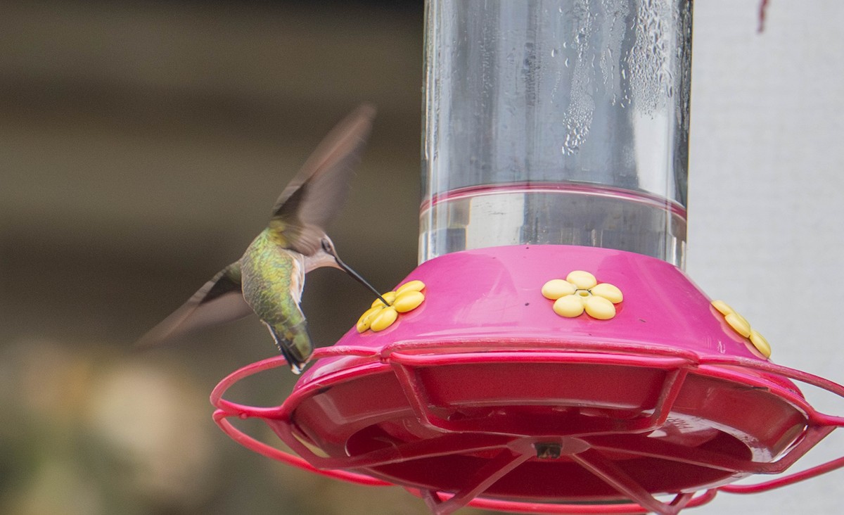 Black-chinned Hummingbird - ML645632504