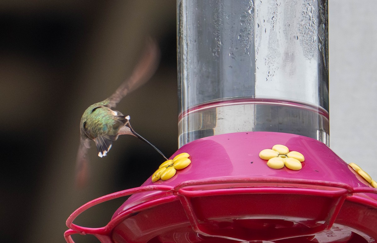 Black-chinned Hummingbird - ML645632505