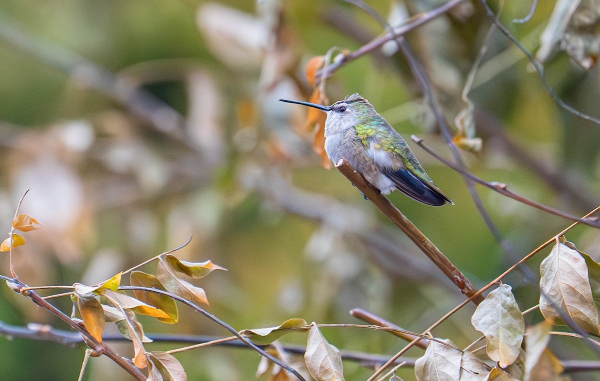 Black-chinned Hummingbird - ML645632506