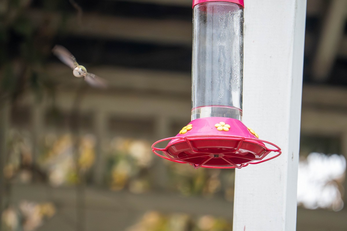 Black-chinned Hummingbird - ML645632507