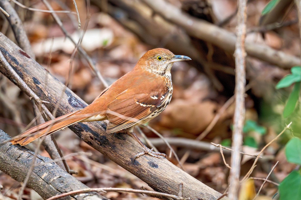 Brown Thrasher - ML645632511
