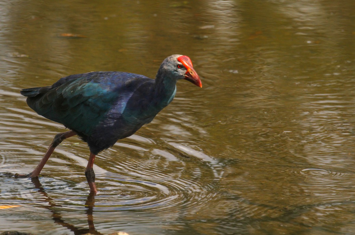 Uroilo urdin burugrisa - ML645632522