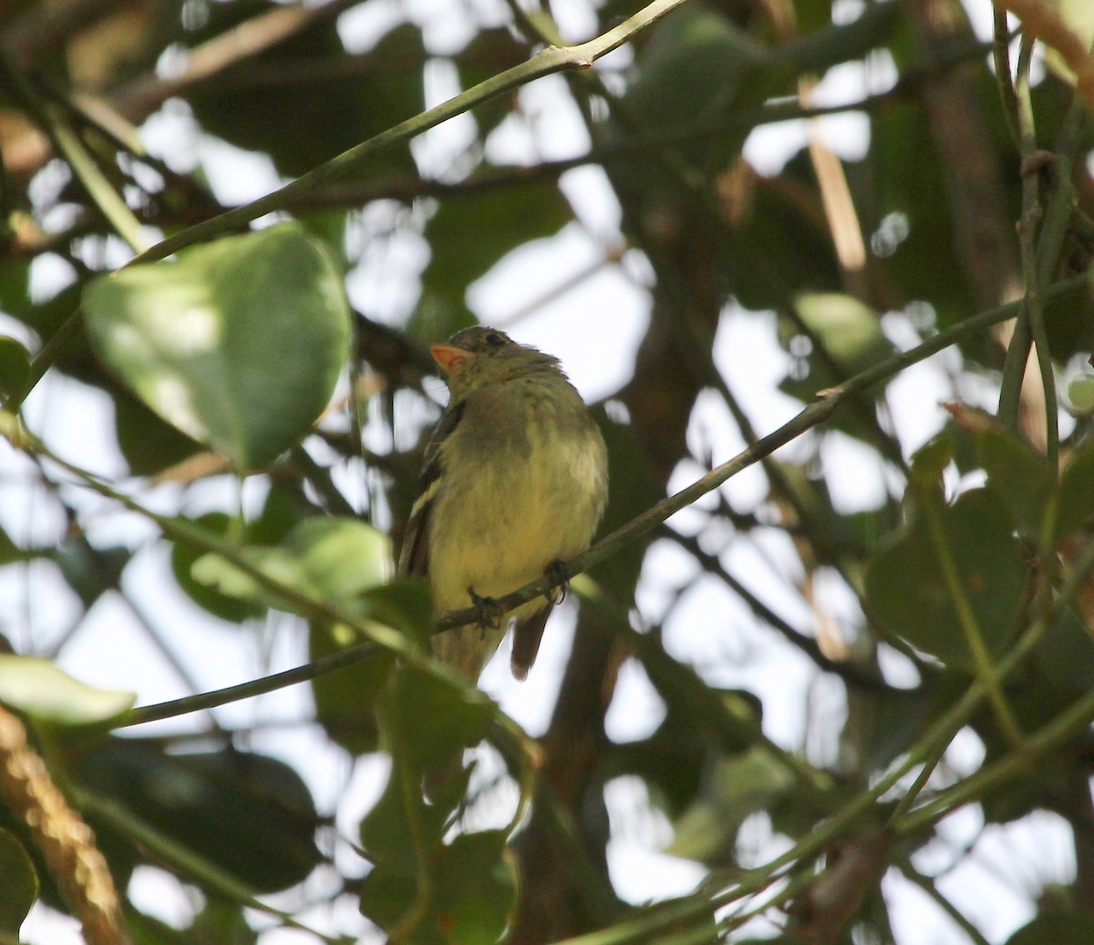 Yellow-bellied Flycatcher - ML645632526