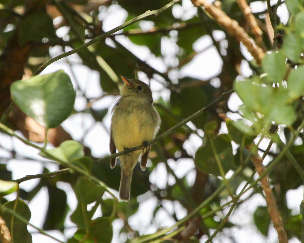 Yellow-bellied Flycatcher - ML645632527