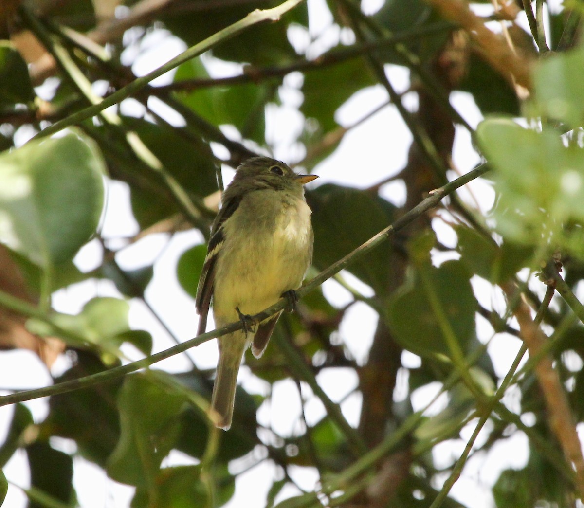 Yellow-bellied Flycatcher - ML645632528