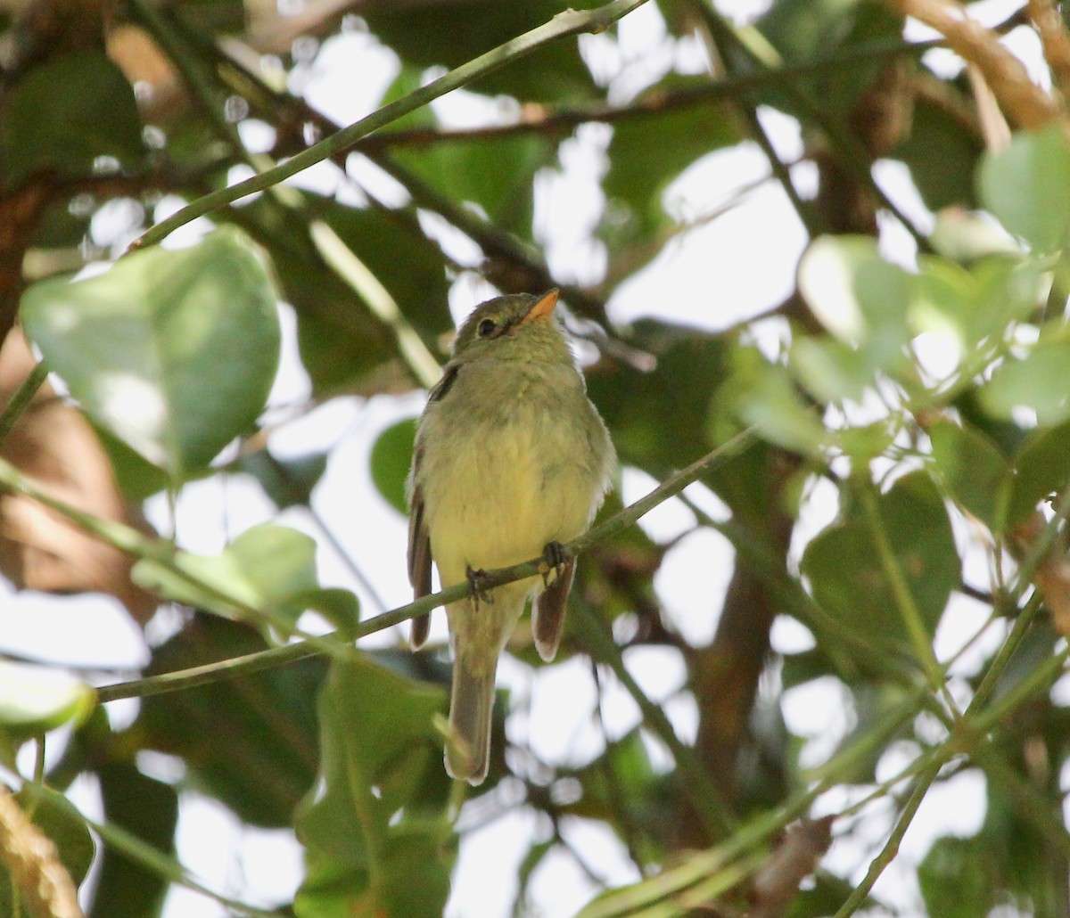 Yellow-bellied Flycatcher - ML645632529