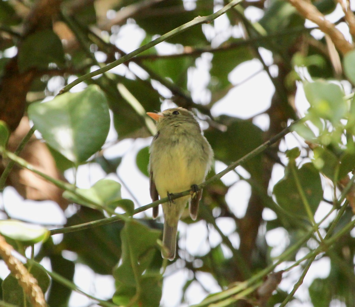 Yellow-bellied Flycatcher - ML645632530