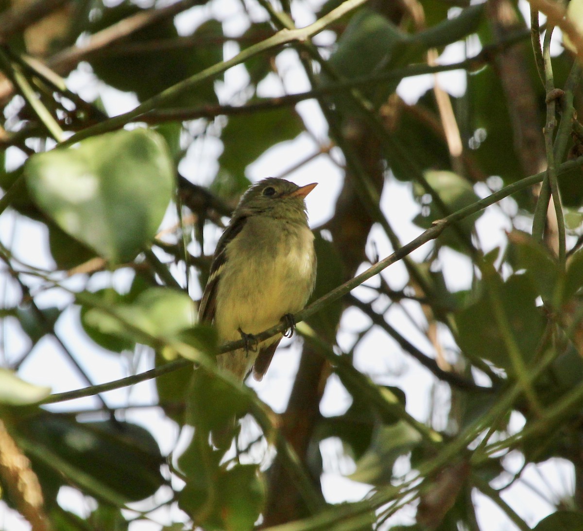 Yellow-bellied Flycatcher - ML645632541