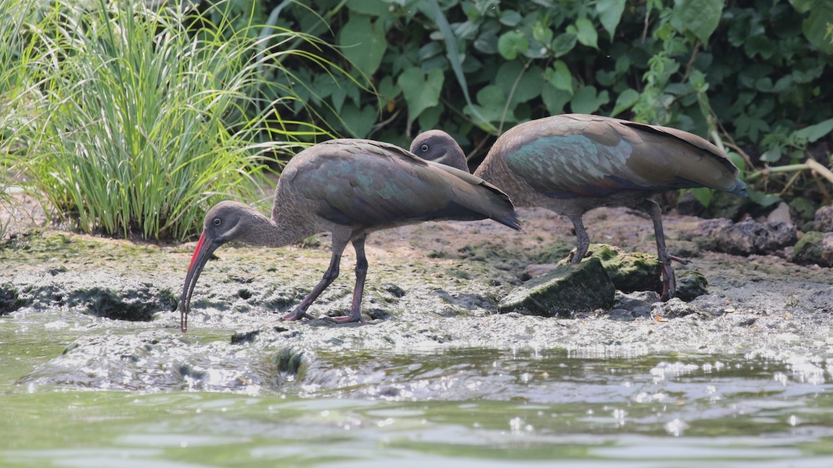 Hadada Ibis - ML645632543