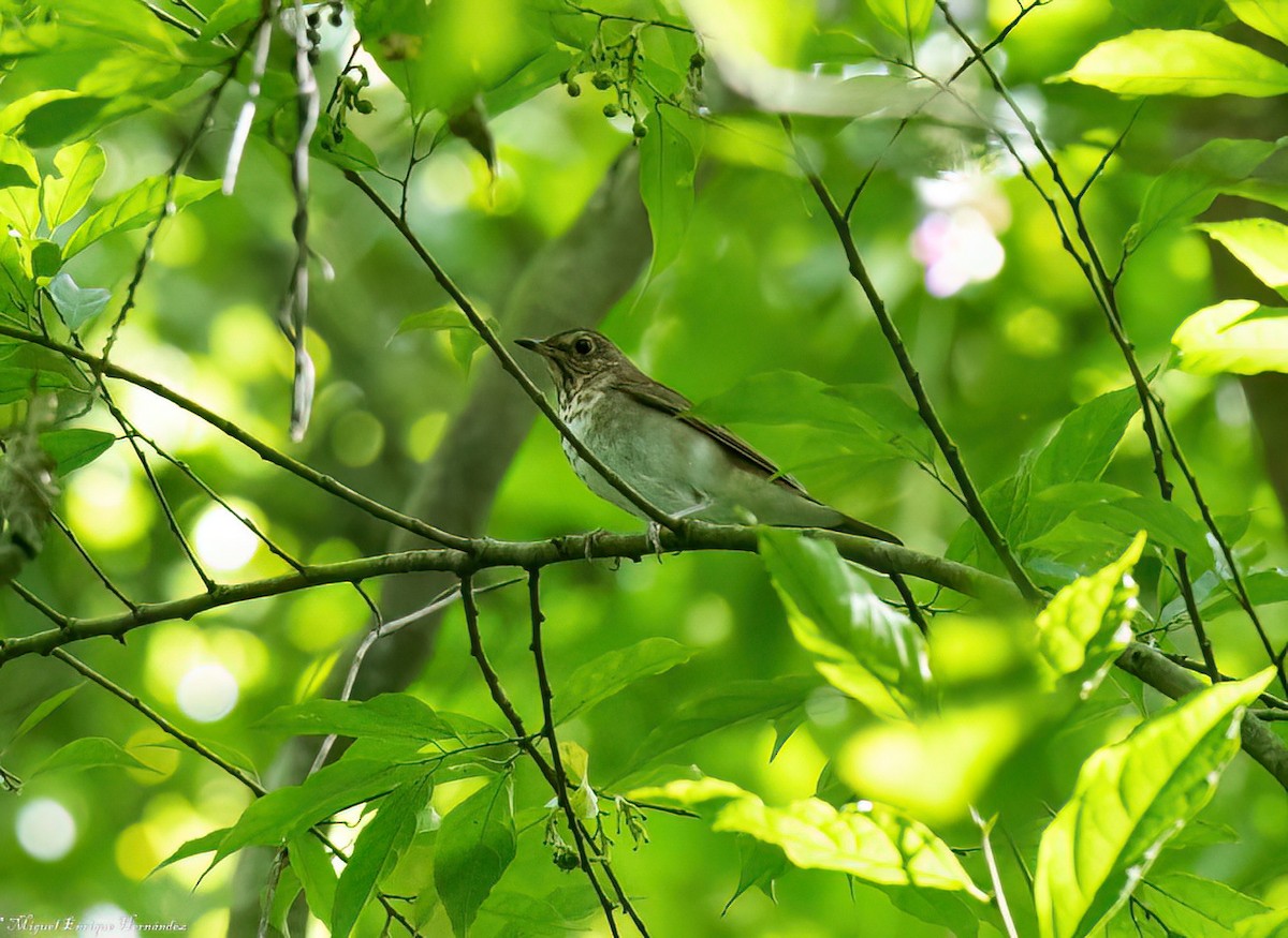Swainson's Thrush - ML645632544
