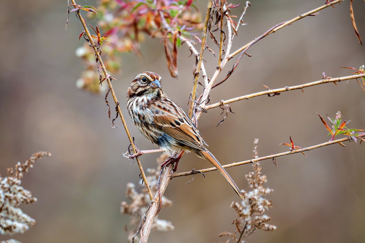 Song Sparrow - ML645632555