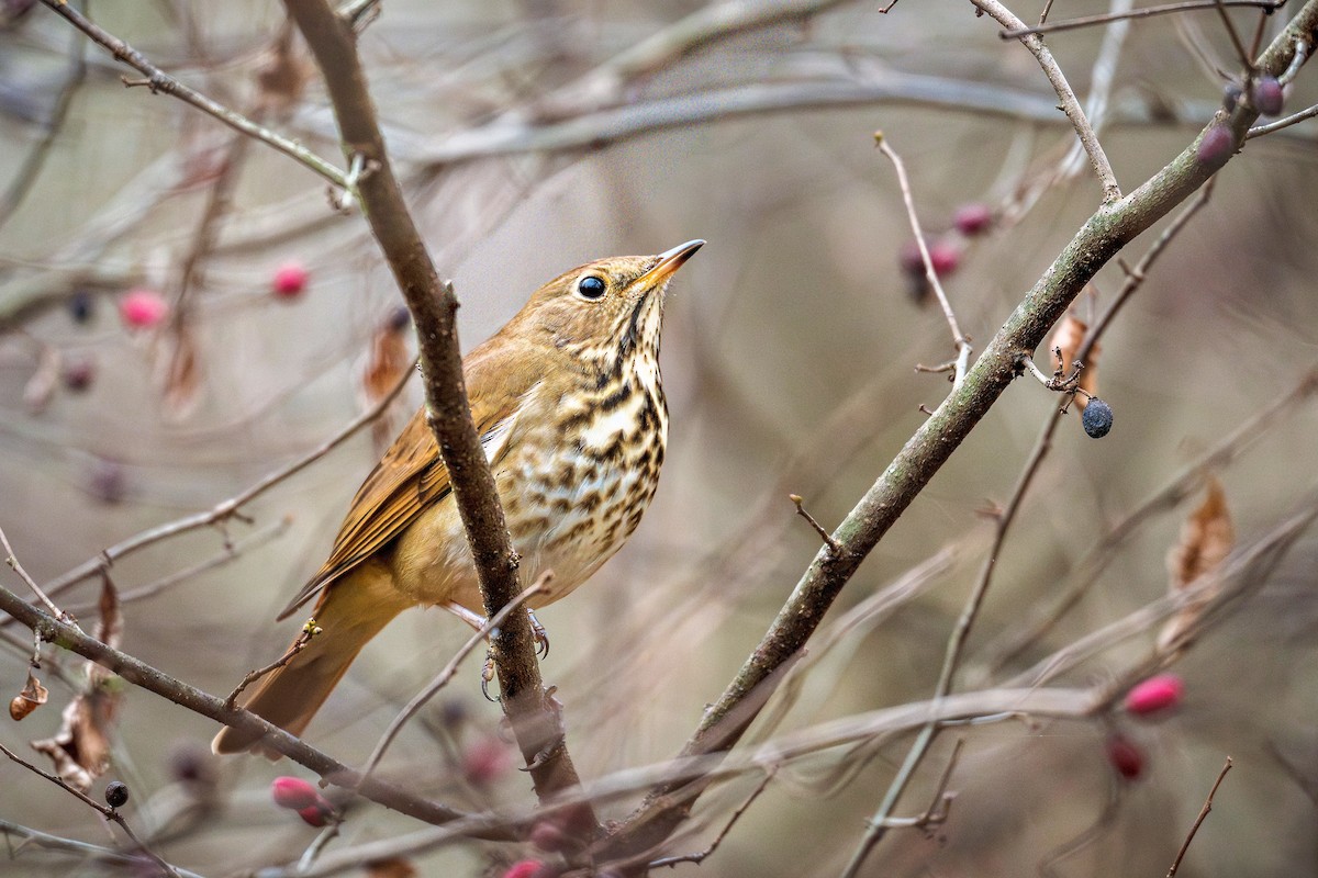 Hermit Thrush - ML645632571