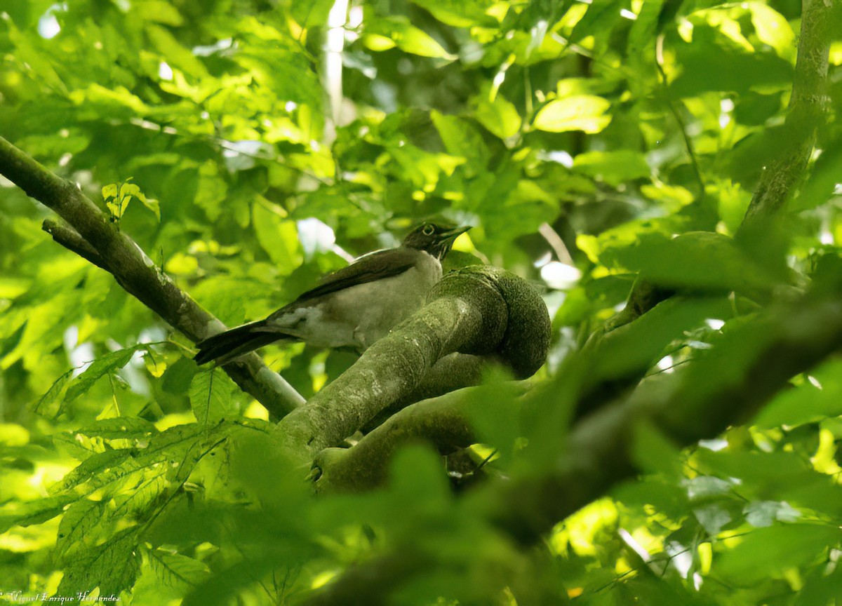 White-throated Thrush - ML645632576