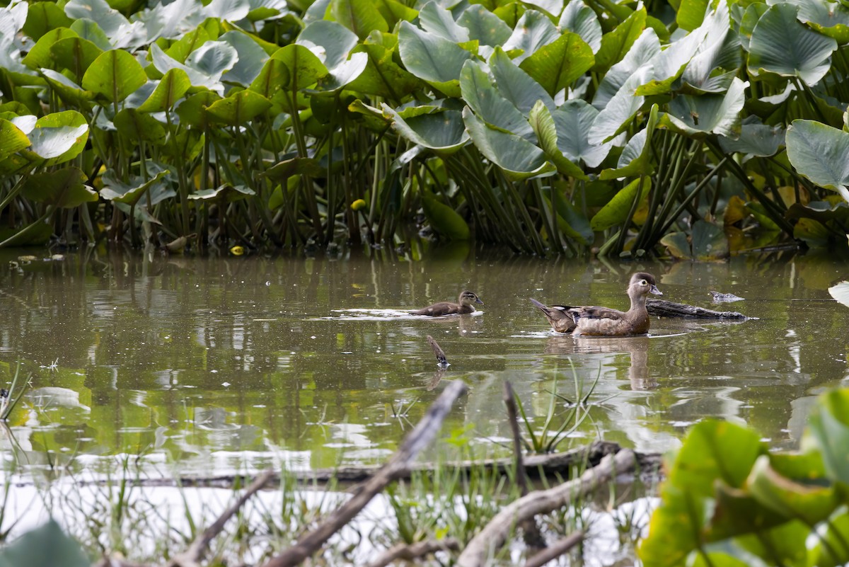 kachnička karolínská - ML645632578