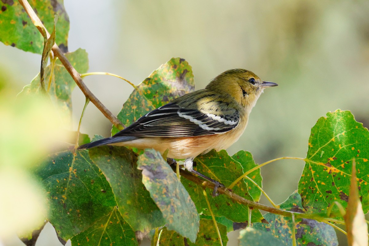 Bay-breasted Warbler - ML645632592
