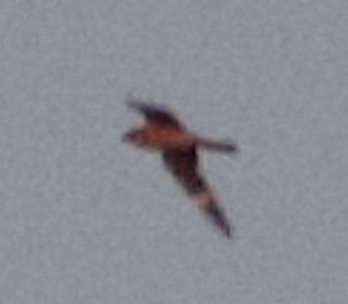 Common Nighthawk - ML645632595