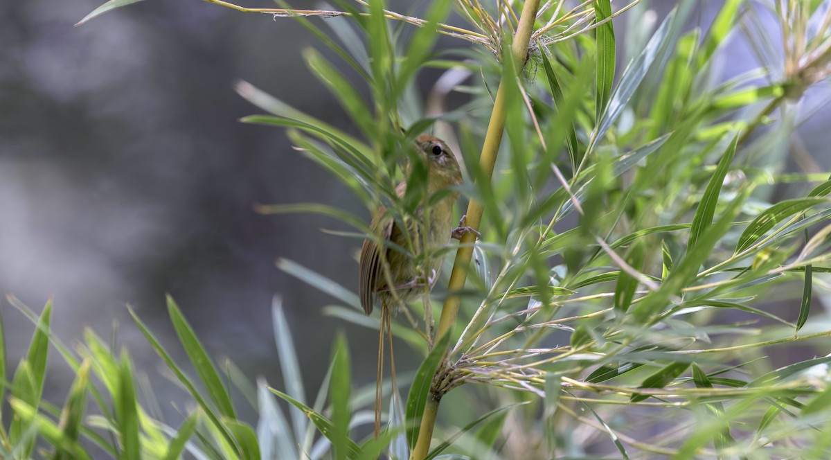 Des Murs's Wiretail - ML645632596