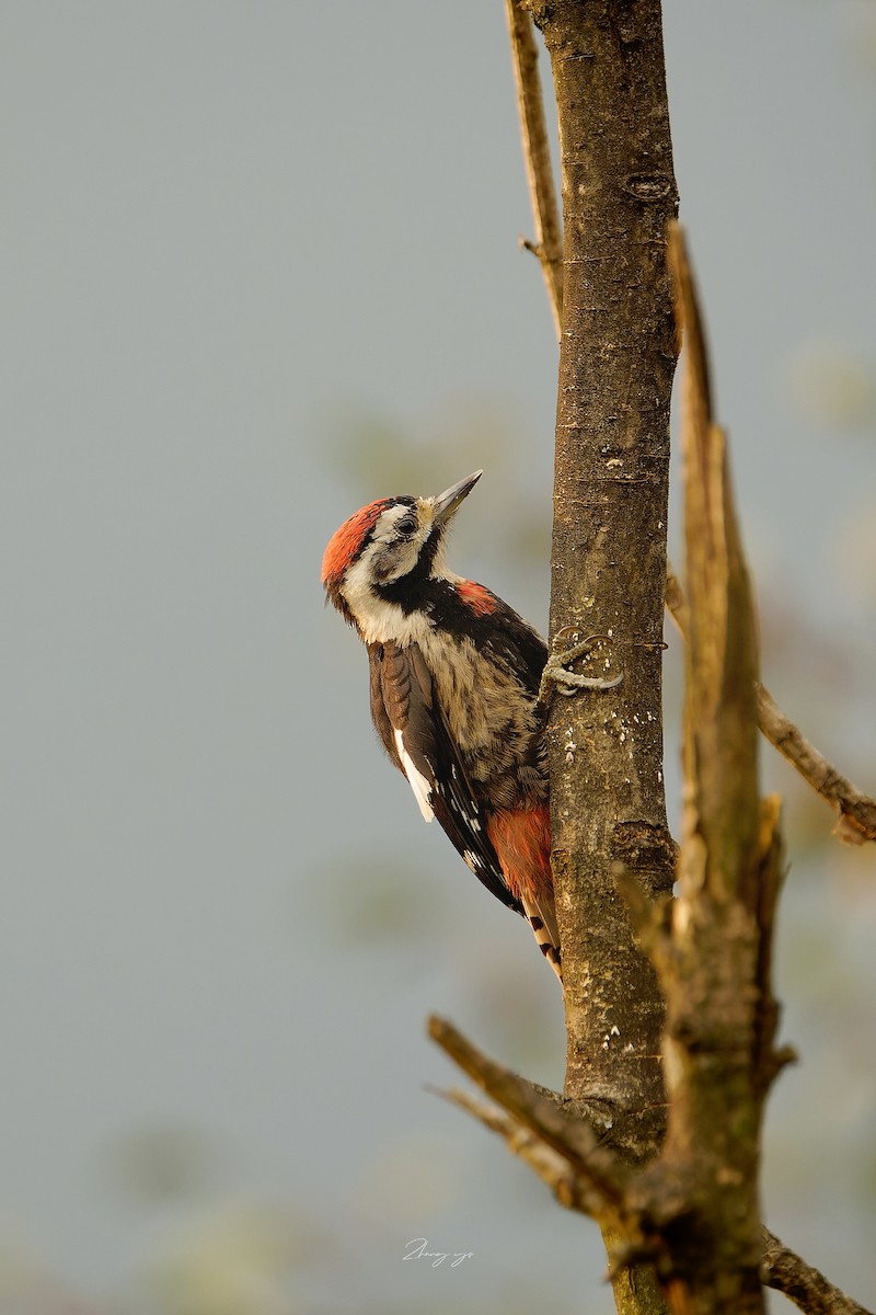 Necklaced Woodpecker - ML645632610