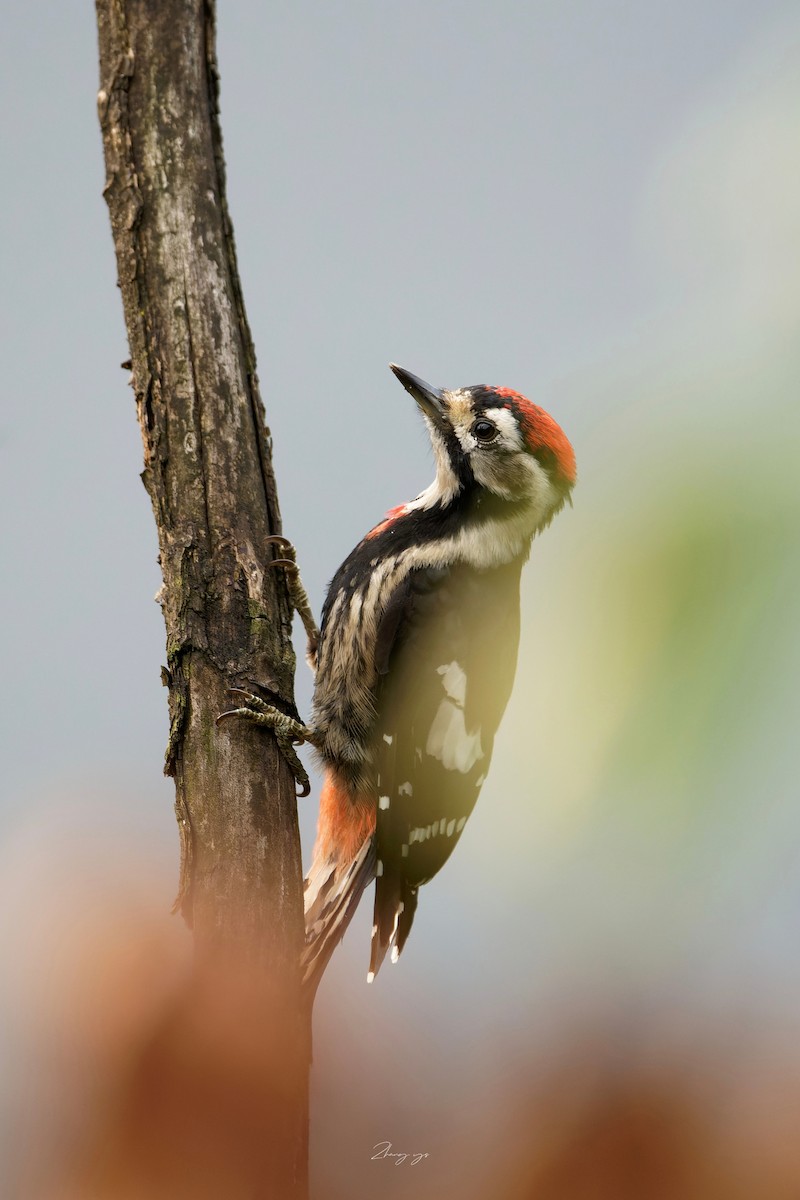 Necklaced Woodpecker - ML645632611