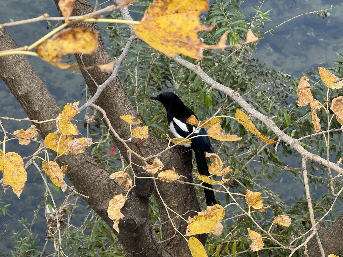 Orientelster - ML645632617