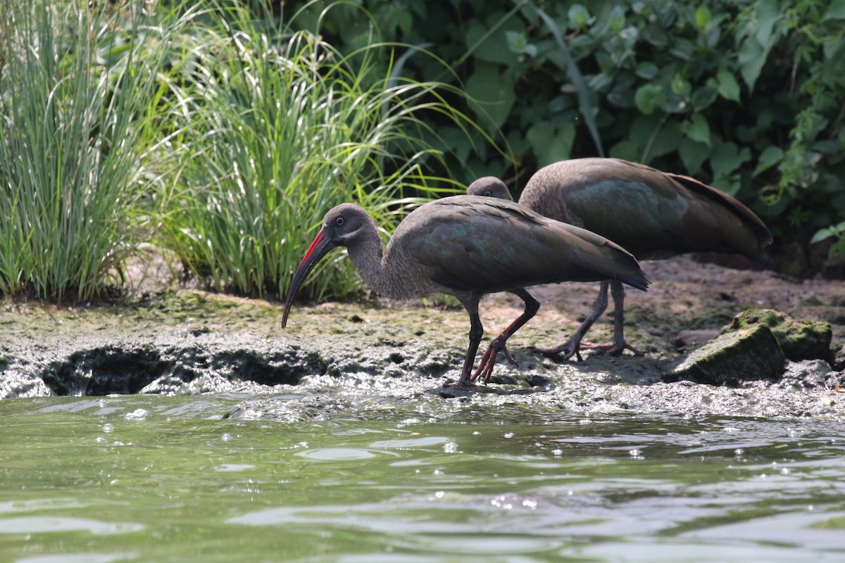 Hadada Ibis - ML645632619