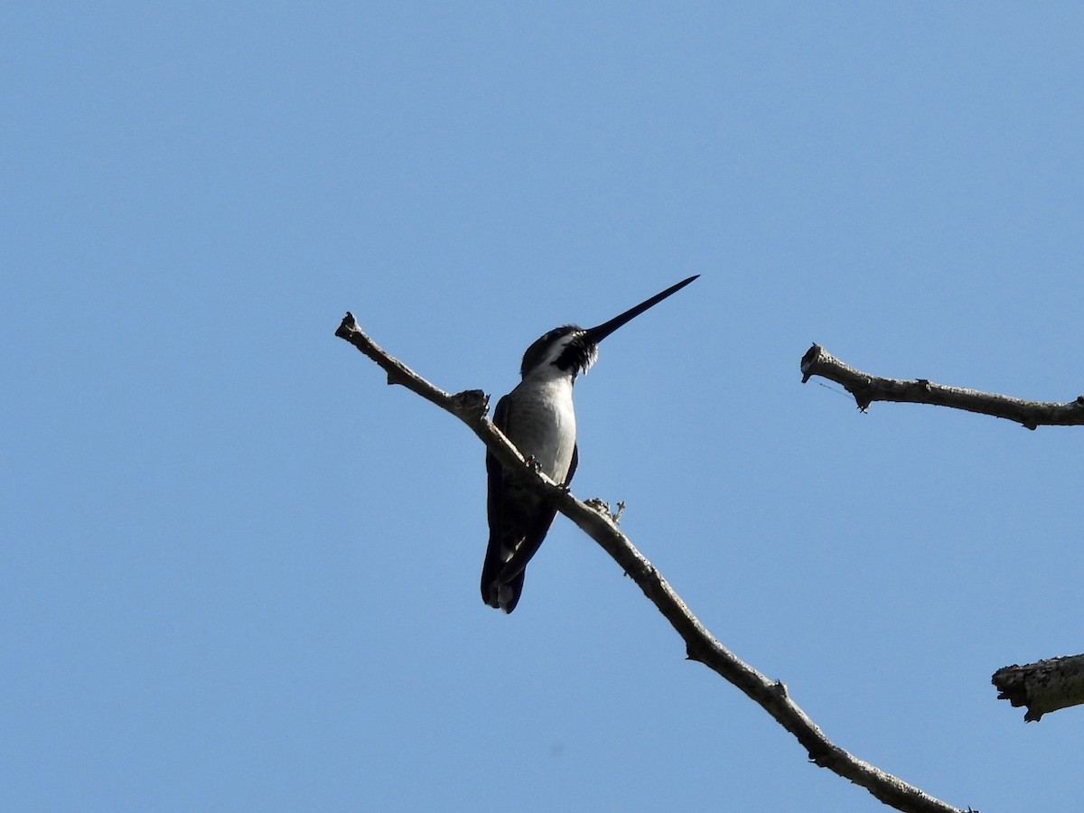 Plain-capped Starthroat - ML645632626