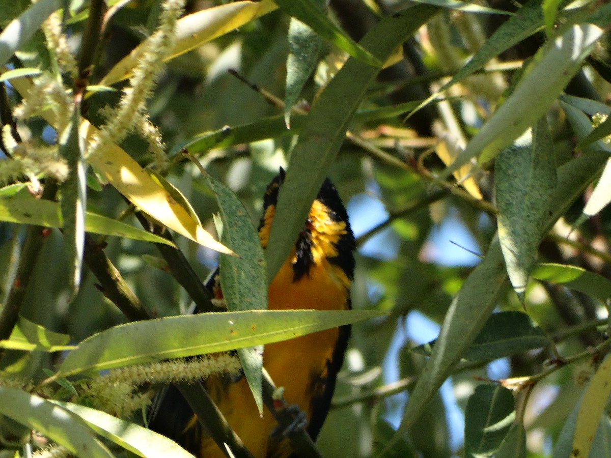 Turpial Dorsinegro - ML645632627