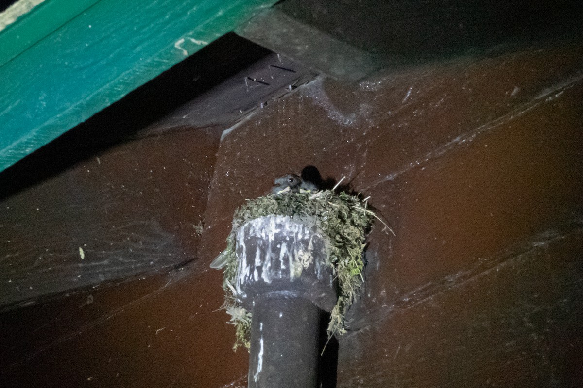 Weißbauch-Phoebetyrann - ML645632629