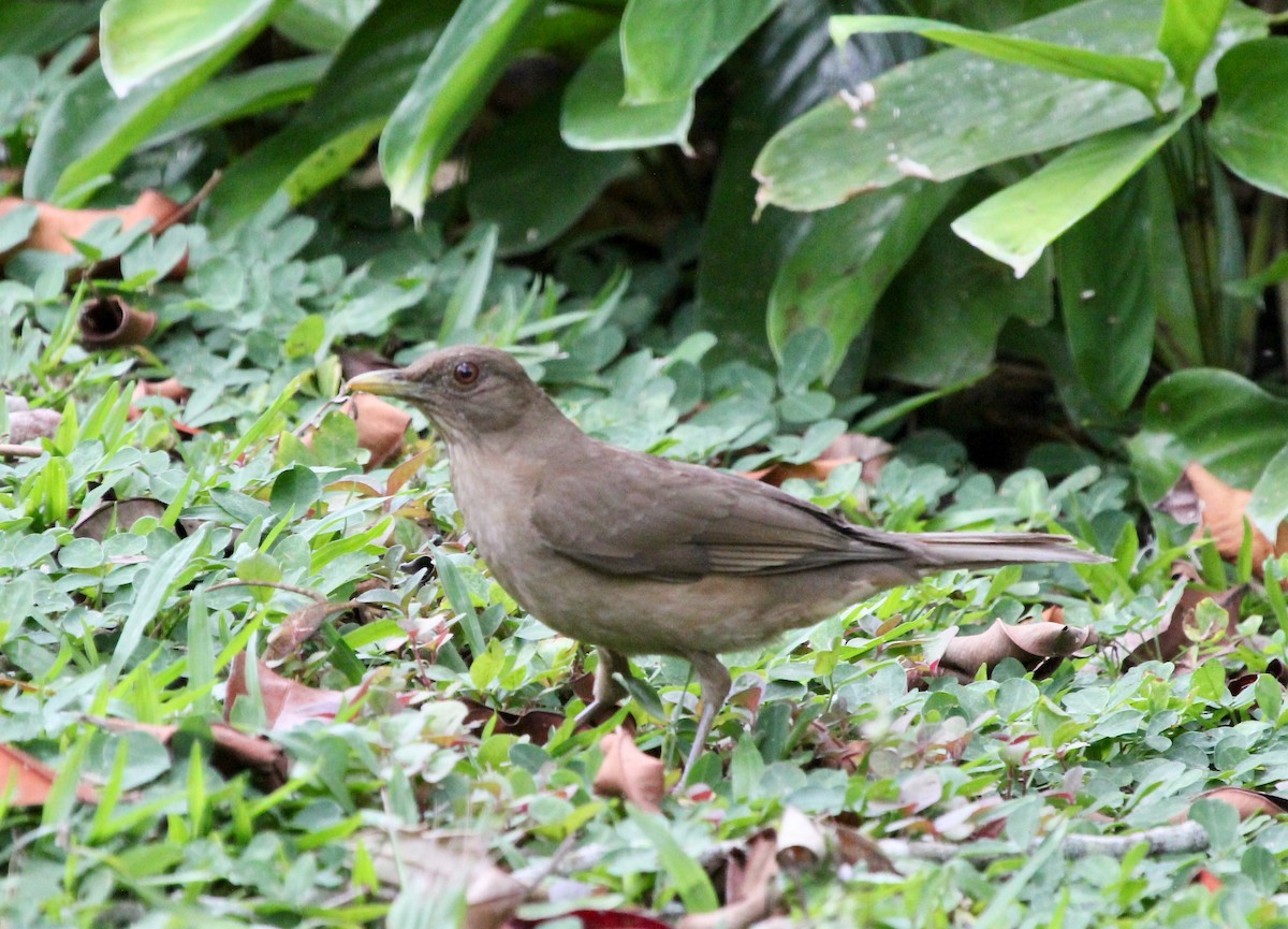 Merle fauve - ML645632635