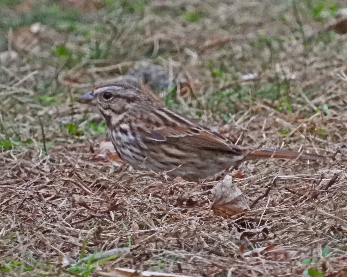 Пасовка співоча - ML645632642