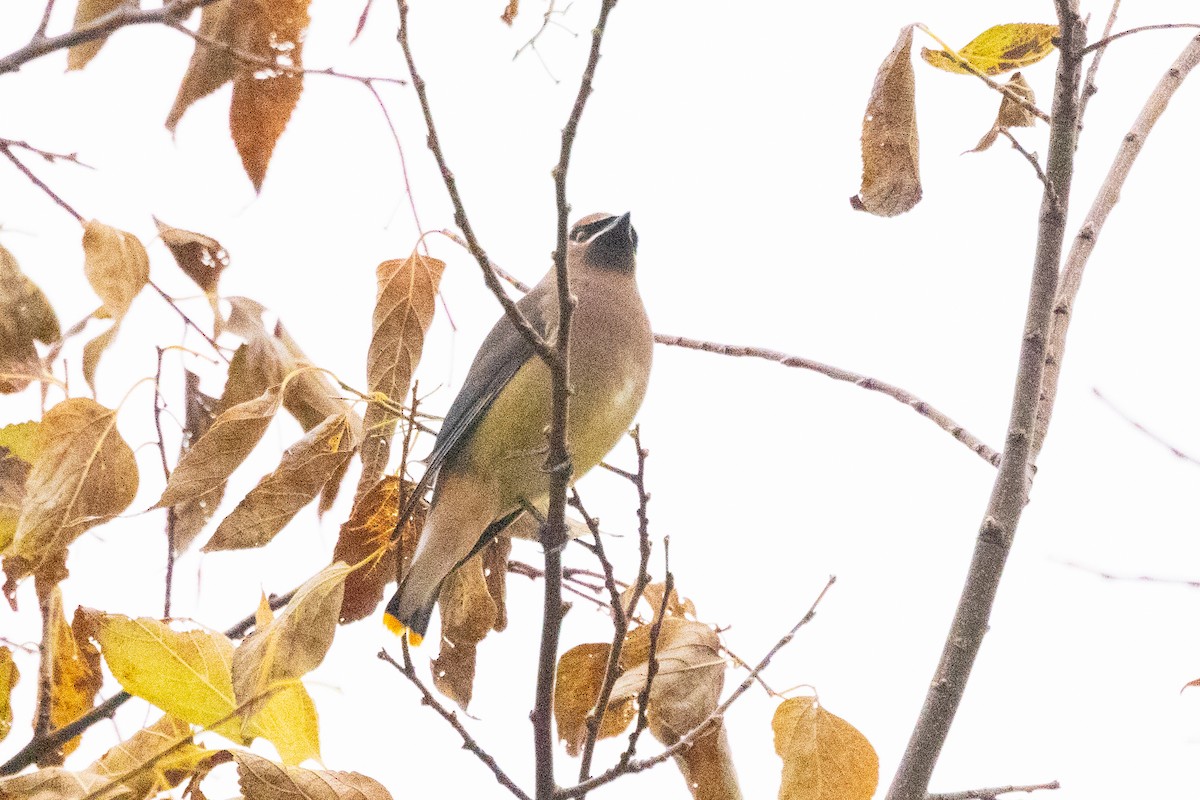 Bohemian x Cedar Waxwing (hybrid) - ML645632643
