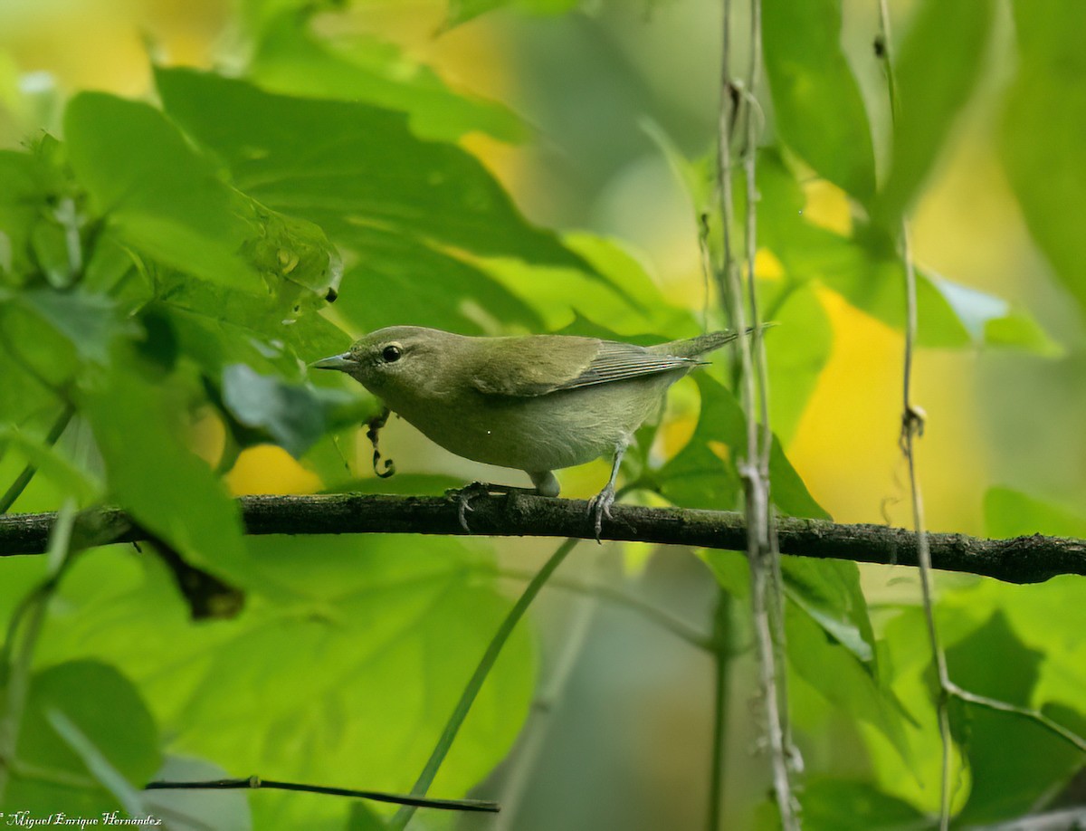 Tennessee Warbler - ML645632648