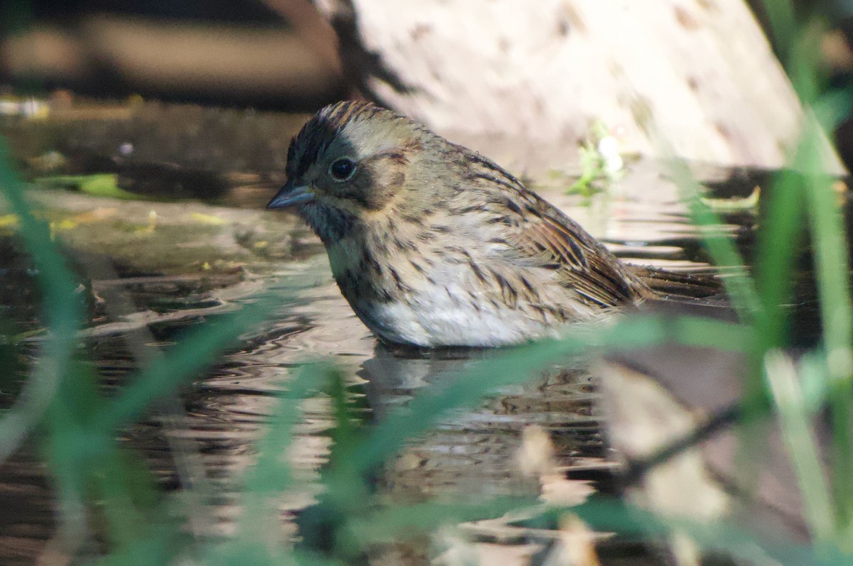 Lincoln's Sparrow - ML645632652