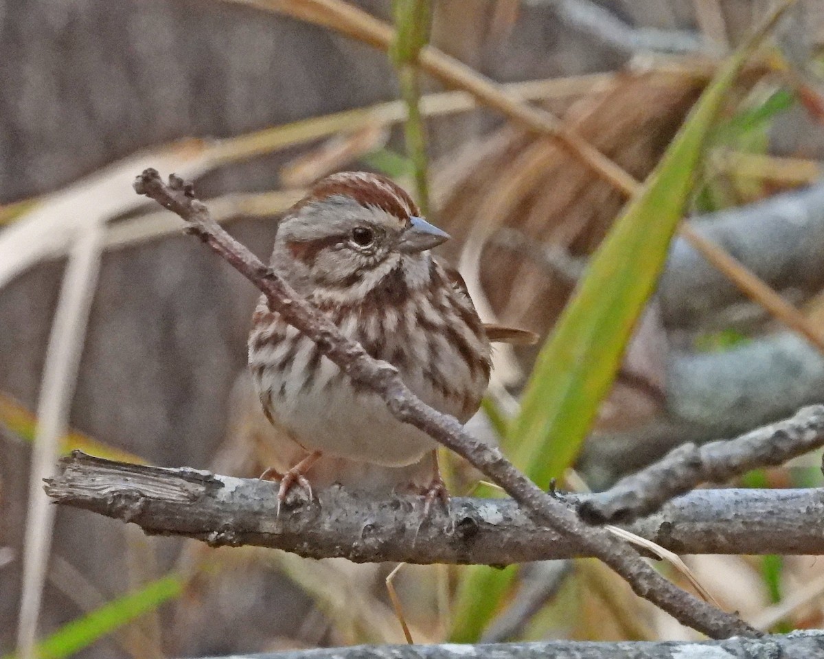 Пасовка співоча - ML645632654