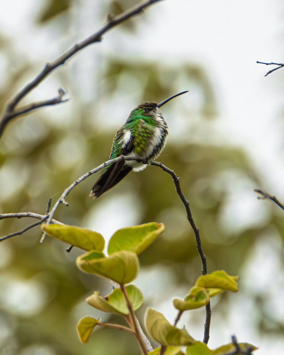 Green-breasted Mango - ML645632655