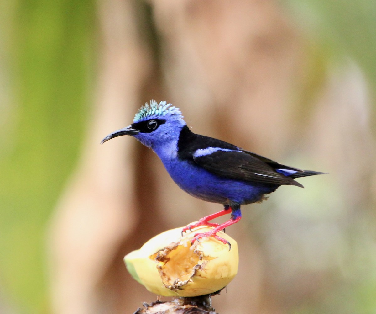 Красноногий саи - ML645632656