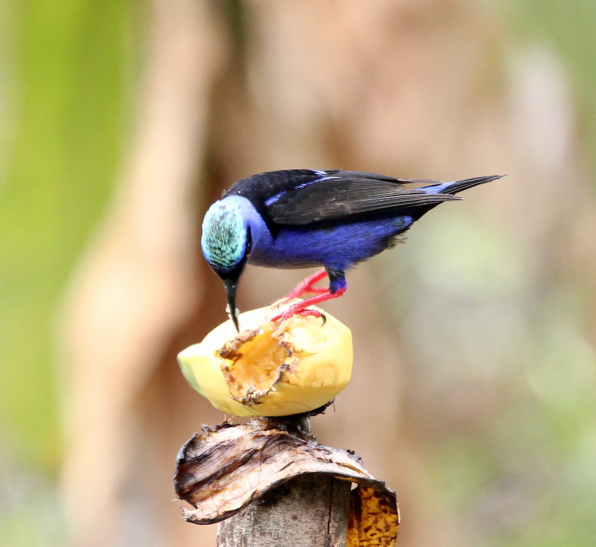 Красноногий саи - ML645632657