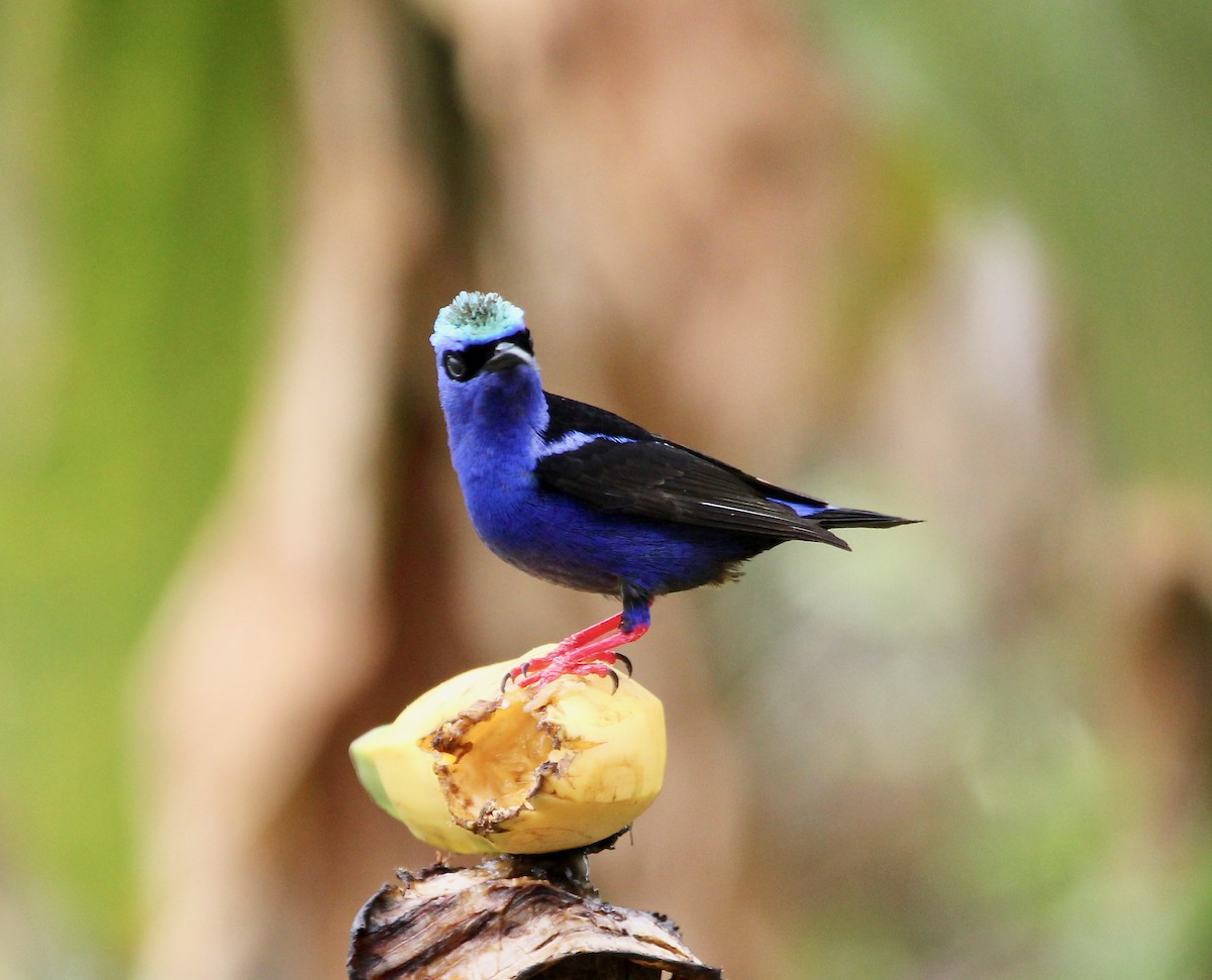 Красноногий саи - ML645632658