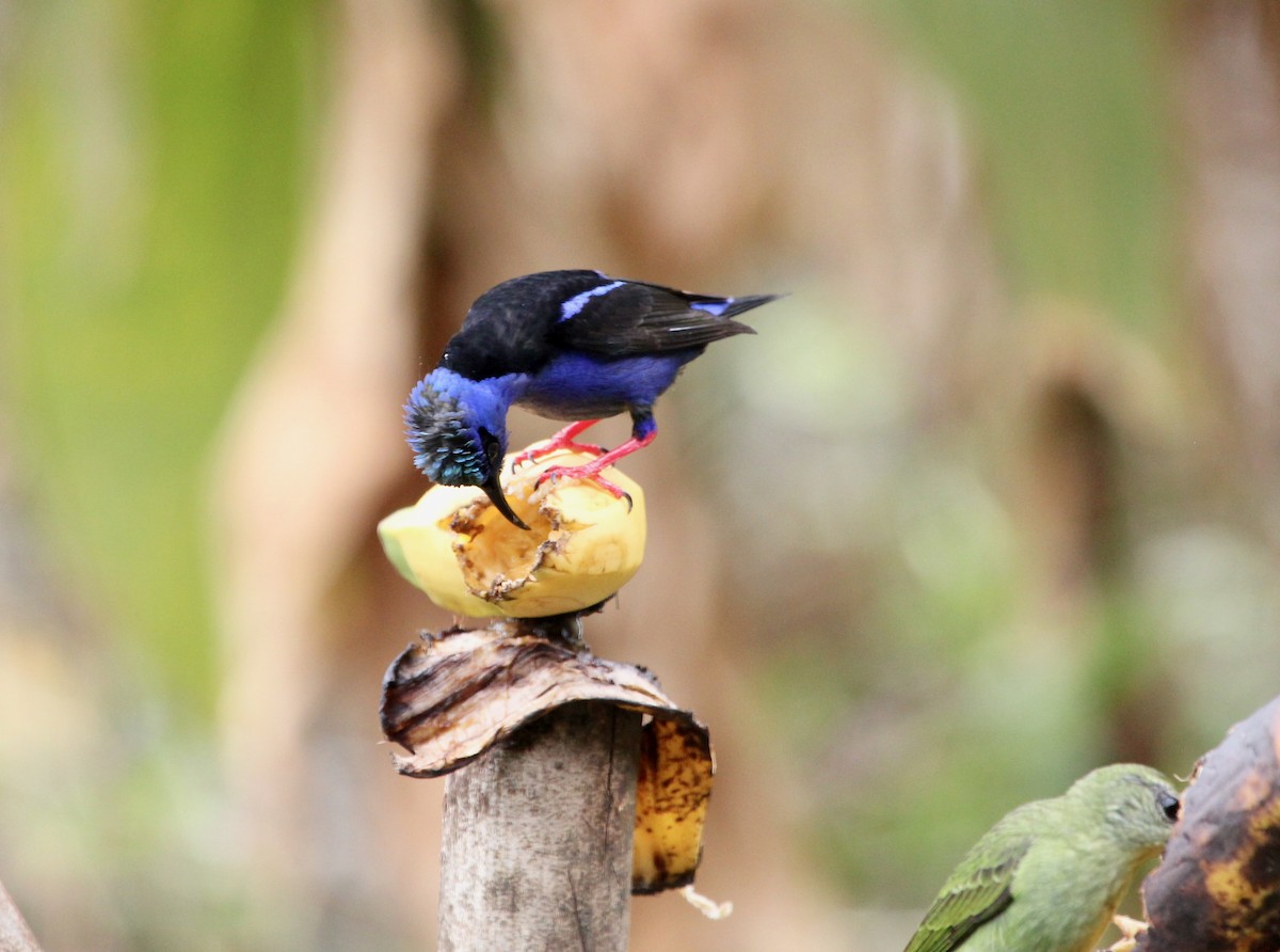 Красноногий саи - ML645632659