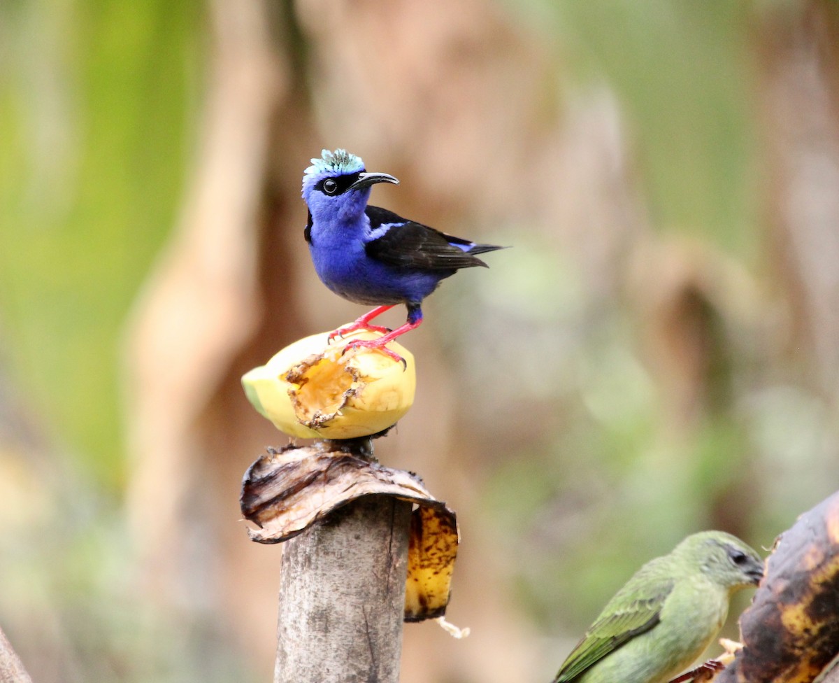 Красноногий саи - ML645632660