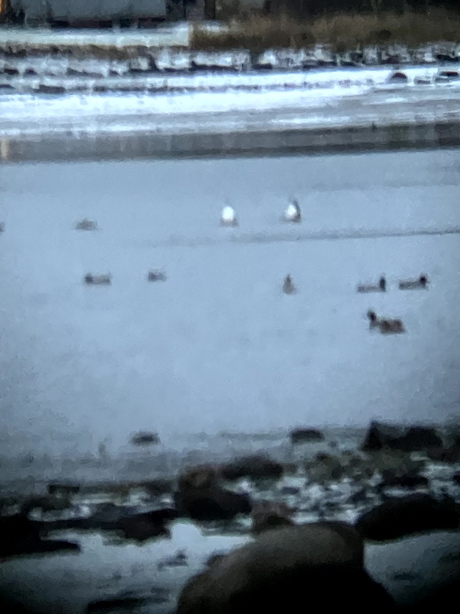 Branta kanadar handia - ML645632663