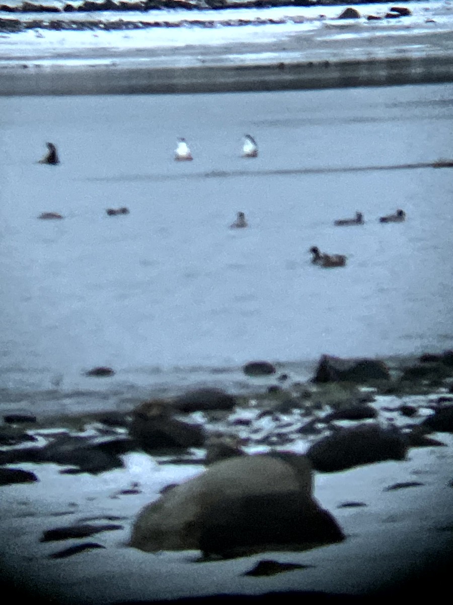 Branta kanadar handia - ML645632664