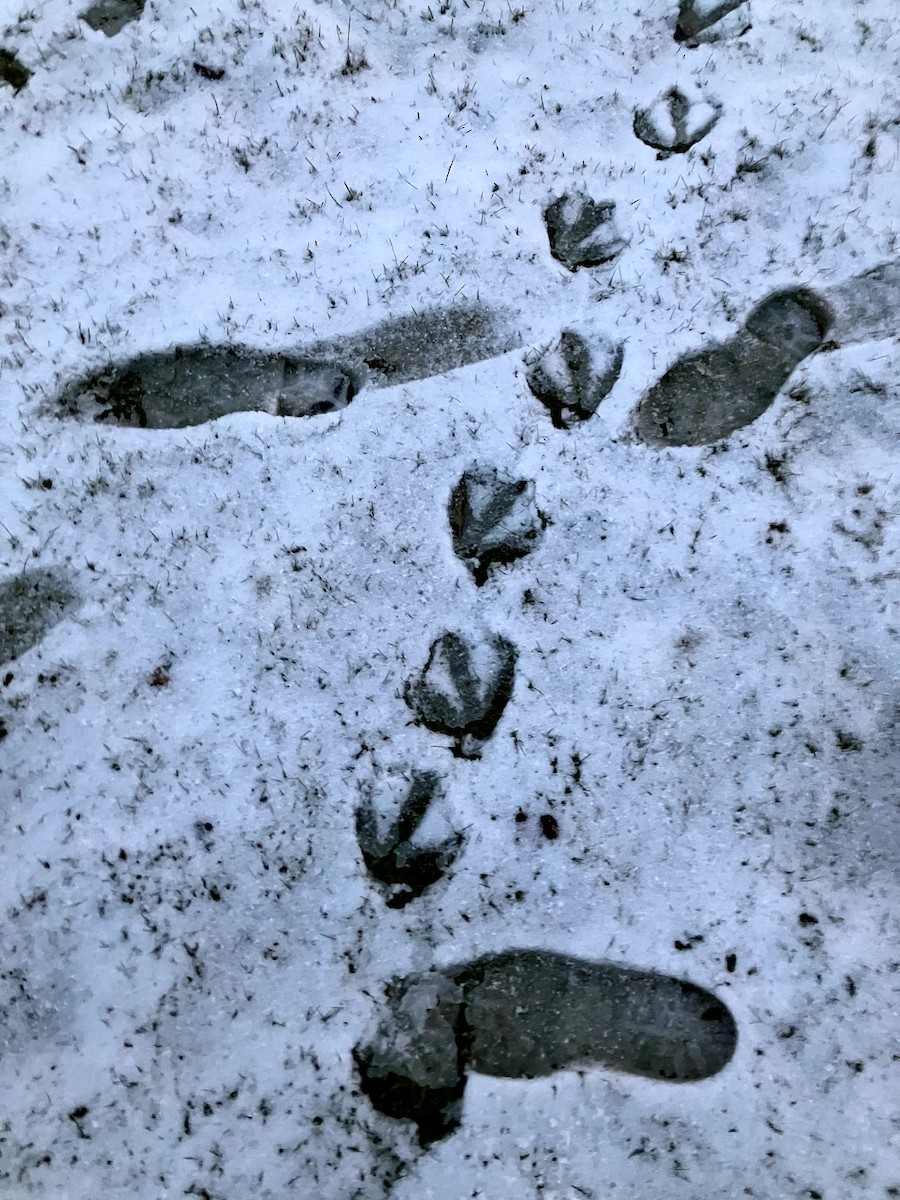 Branta kanadar handia - ML645632665