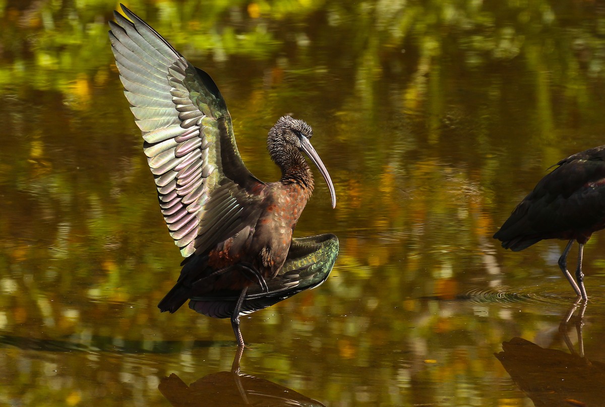 Mignattaio - ML645632666