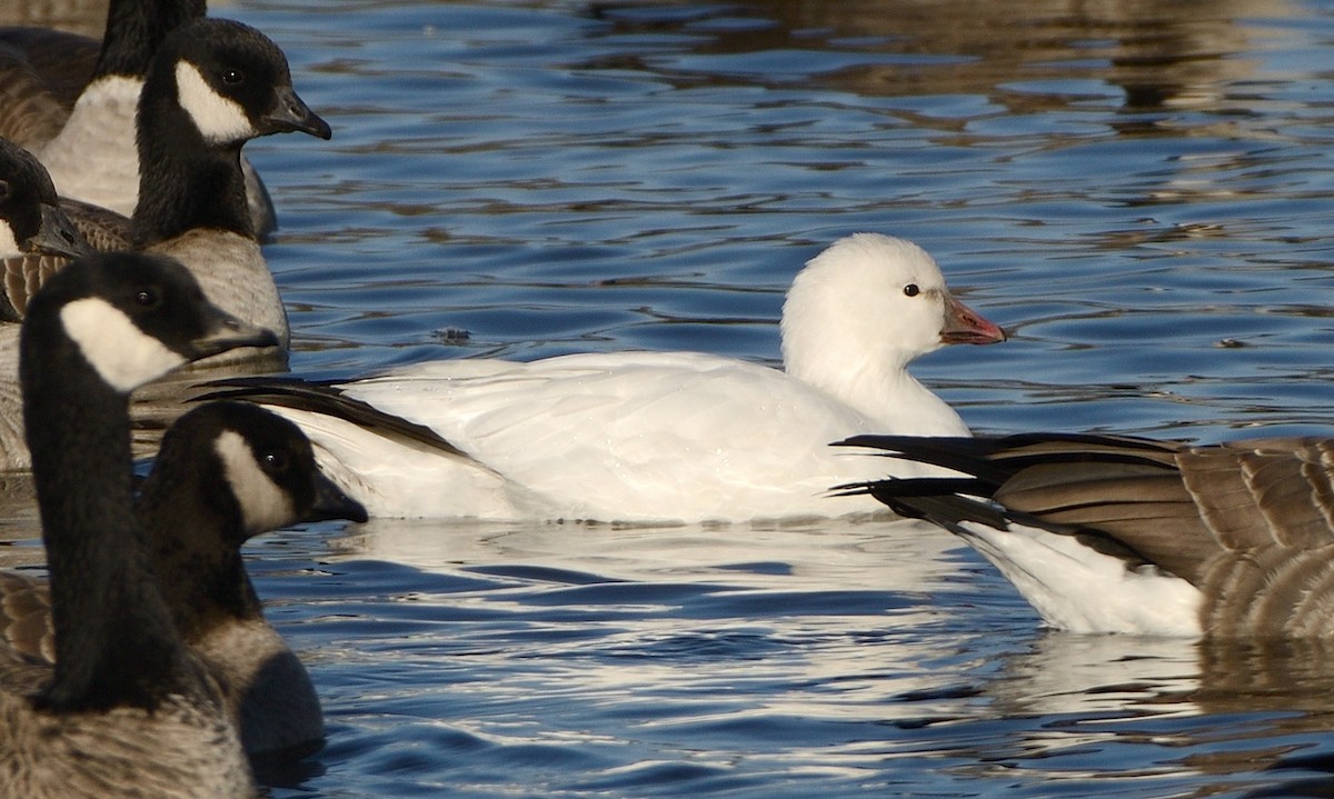 Ross's Goose - ML645632667