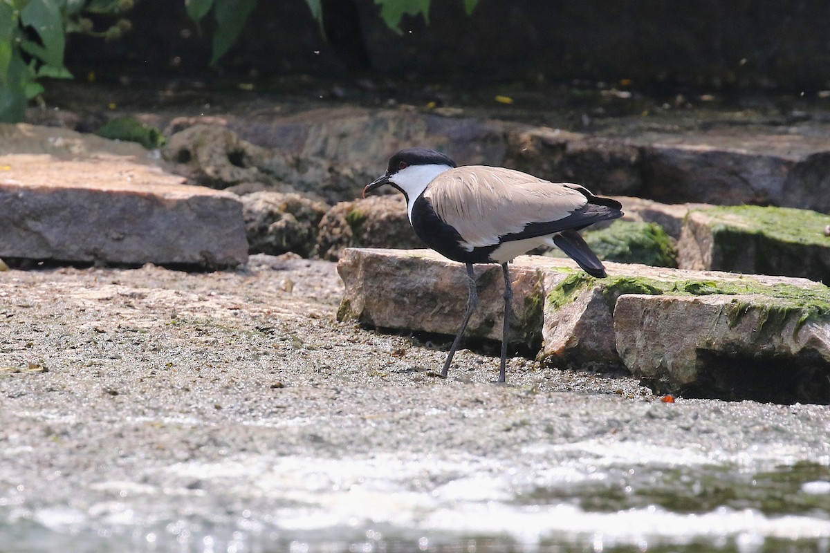 Vanneau à éperons - ML645632668