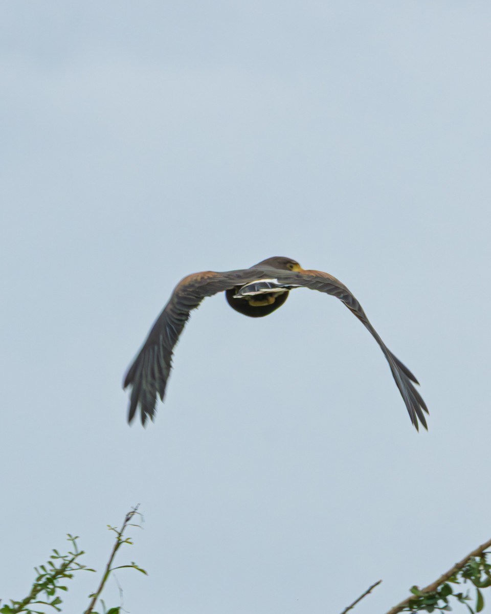 Harris's Hawk - ML645632669
