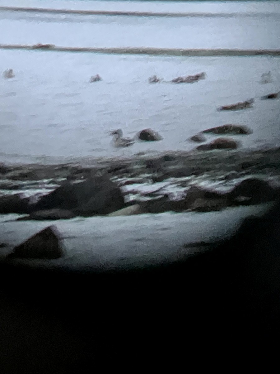 Basahatea - ML645632673